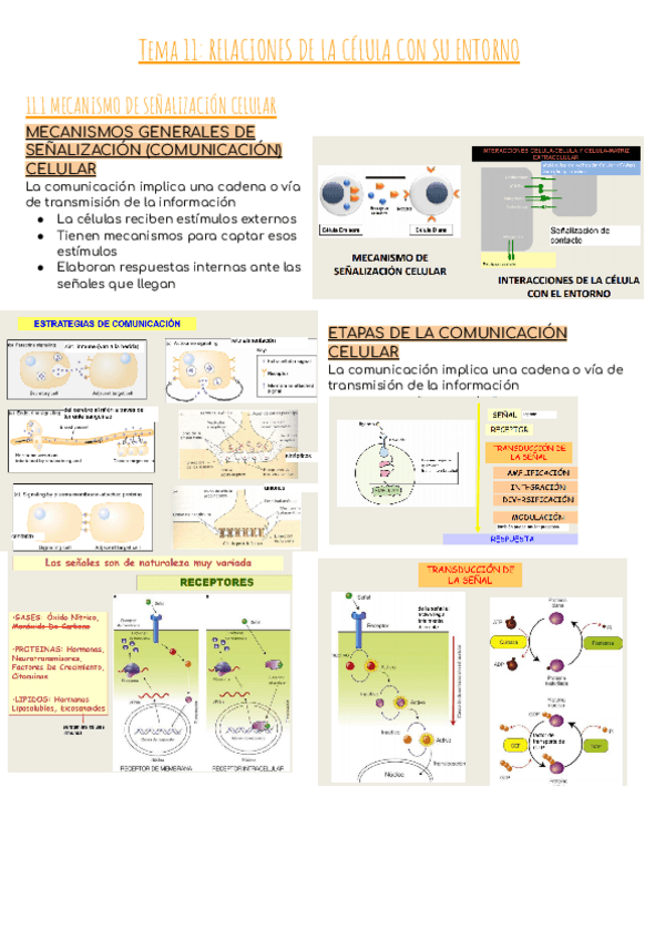 Miniatura del documento BIC-TEMA-11.pdf