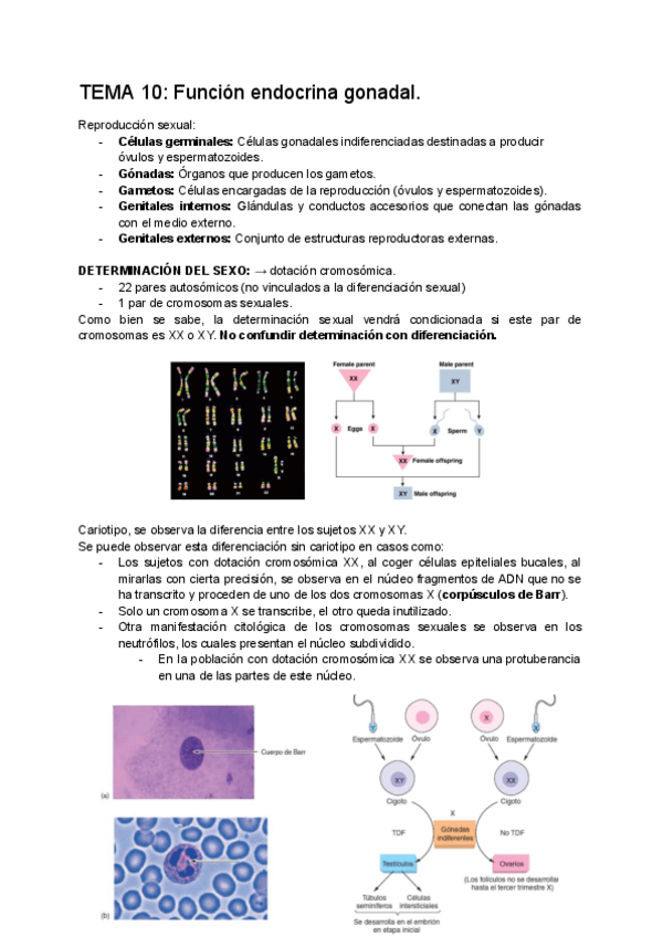 Miniatura del documento TEMA-10-Funcion-endocrina-gonadal..pdf