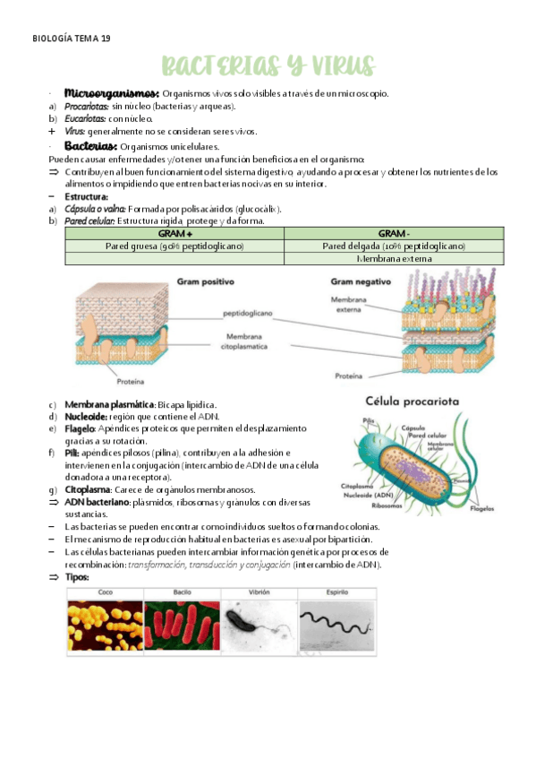 Miniatura del documento BIOLOGIA-TEMA-19-VIRUS-Y-BACTERIAS.pdf