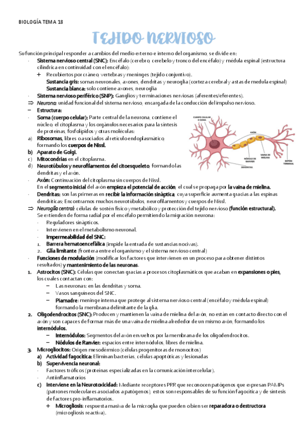 Miniatura del documento BIOLOGIA-TEMA-18-TEJIDO-NERVIOSO.pdf
