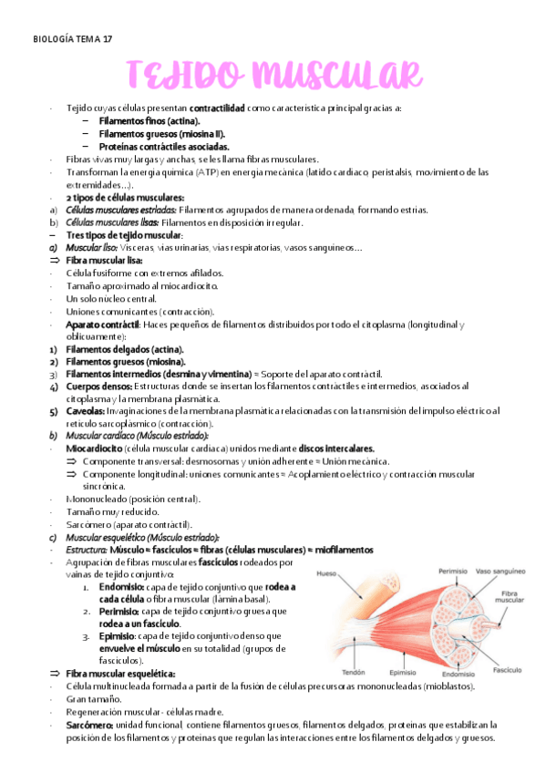 Miniatura del documento BIOLOGIA-TEMA-17-TEJIDO-MUSCULAR.pdf