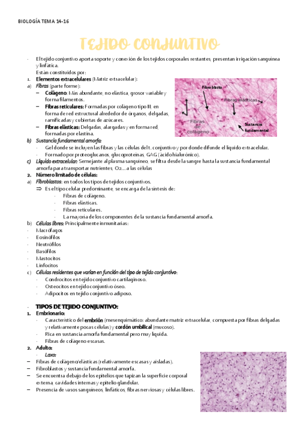 Miniatura del documento BIOLOGIA-TEMA-14-16-TEJIDO.CONJUNTIVO.pdf