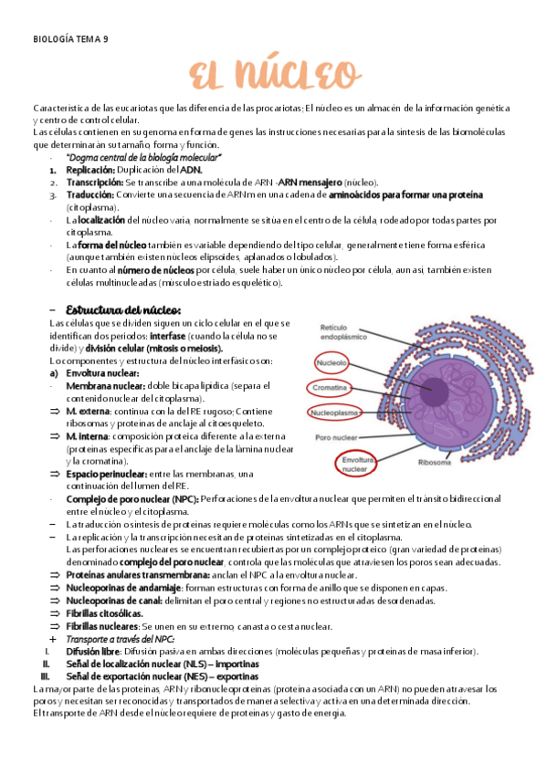 Miniatura del documento BIOLOGIA-TEMA-9-NUCLEO.pdf