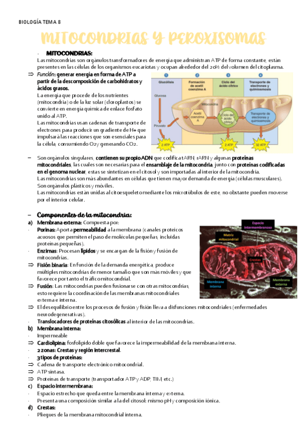 Miniatura del documento BIOLOGIA-TEMA-8-MITOCONDRIAS-Y-PEROXISOMAS.pdf