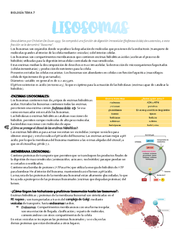 Miniatura del documento BIOLOGIA-TEMA-7-LISOSOMAS.pdf