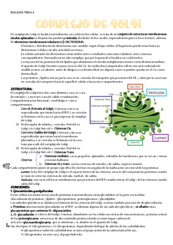 Miniatura del documento BIOLOGIA-TEMA-6-A.-GOLGI.pdf
