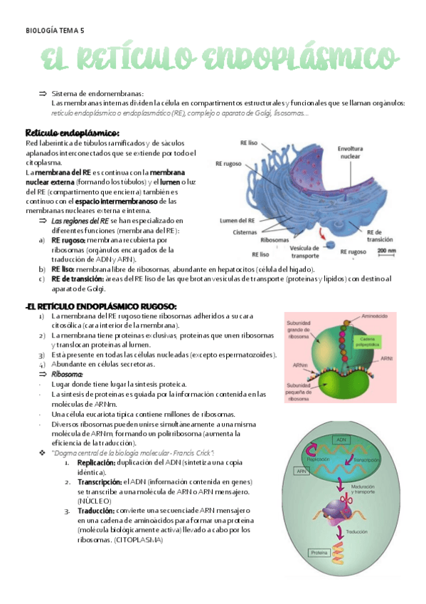 Miniatura del documento BIOLOGIA-TEMA-5-RE.pdf