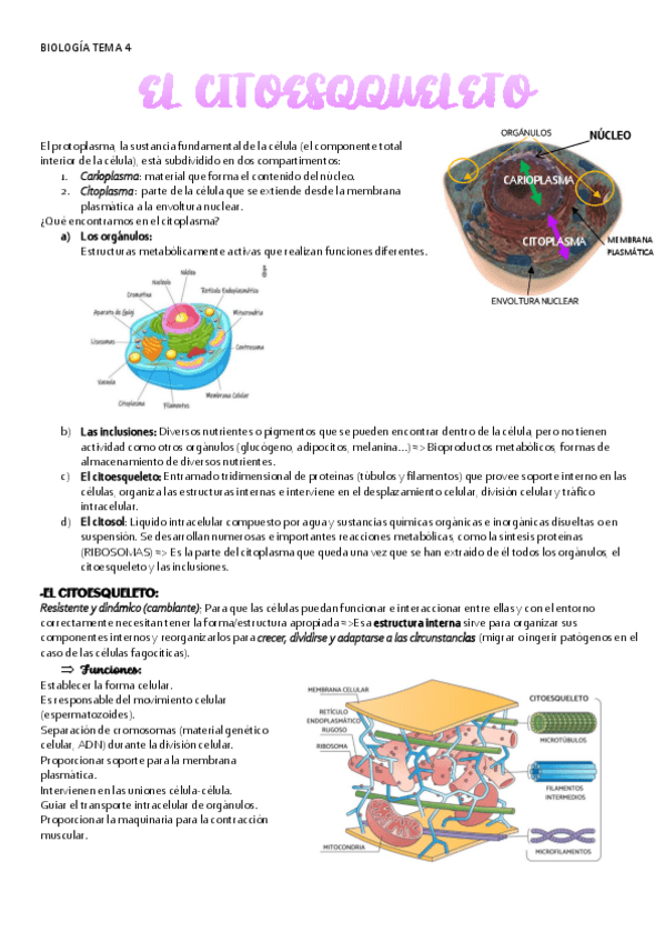 Miniatura del documento BIOLOGIA-TEMA-4-CITOESQUELETO.pdf