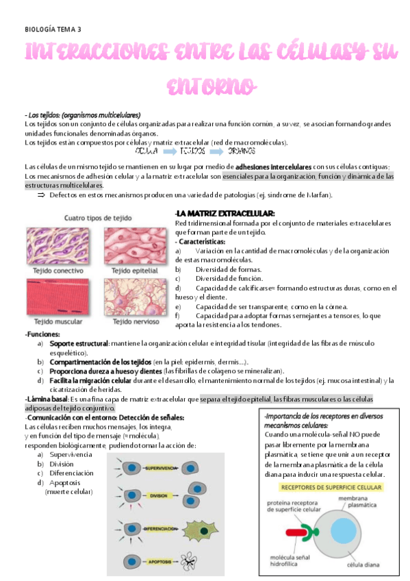 Miniatura del documento BIOLOGIA-TEMA-3-INTERACCION-CELULAR.pdf