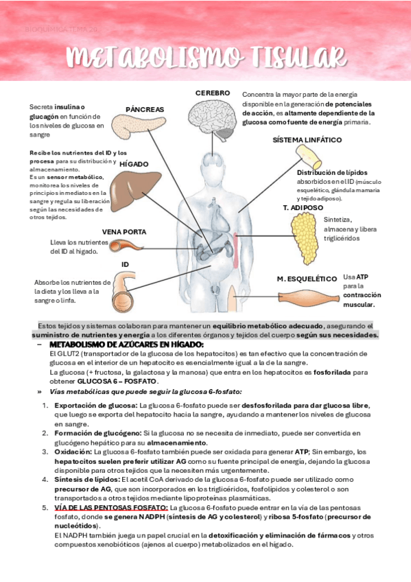 Miniatura del documento BIOQUIMICA-TEMA-20-METABOLISMO-TISULAR.pdf
