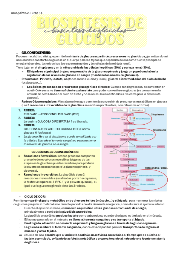 Miniatura del documento BIOQUIMICA-TEMA-14-BIOSINTESIS-DE-GLUCOGENO.pdf