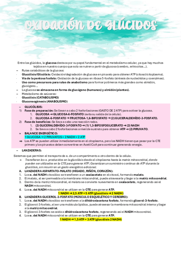 Miniatura del documento BIOQUIMICA-TEMA-13-OXIDACION-DE-GLUCIDOS.pdf
