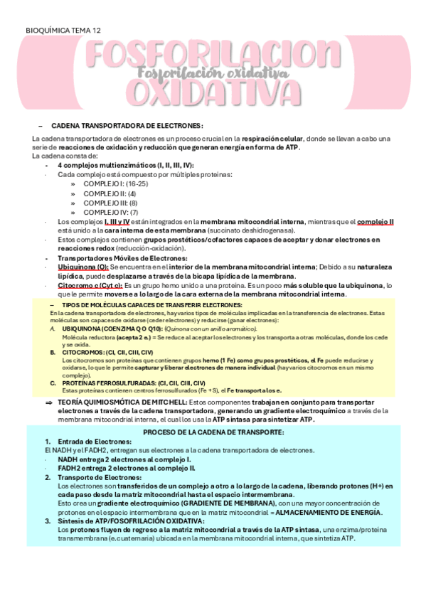 Miniatura del documento BIOQUIMICA-TEMA-12-FOSFORILACION-OXIDATIVA.pdf