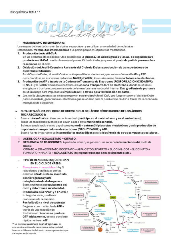 Miniatura del documento BIOQUIMICA-TEMA-11-CICLO-DE-KREBS.pdf