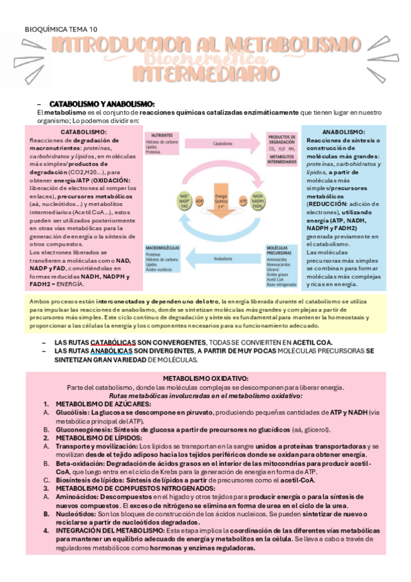Miniatura del documento BIOQUIMICA-TEMA-10-METABOLISMO.pdf