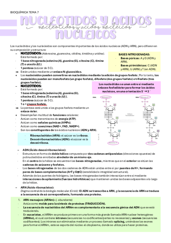 Miniatura del documento BIOQUIMICA-TEMA-7-NUCLEOTIDOS.pdf
