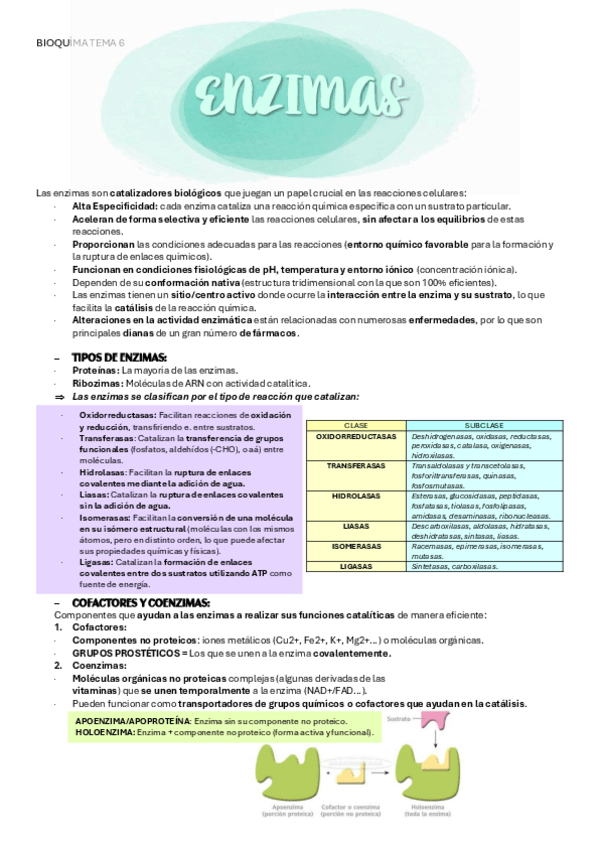 Miniatura del documento BIOQUIMICA-TEMA-6-ENZIMAS.pdf