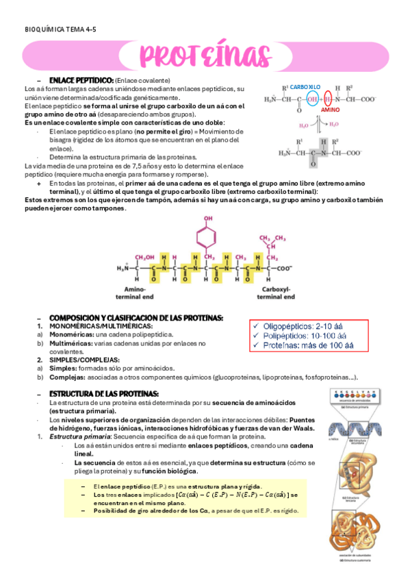 Miniatura del documento BIOQUIMICA-TEMA-4-5-PROTEINAS.pdf