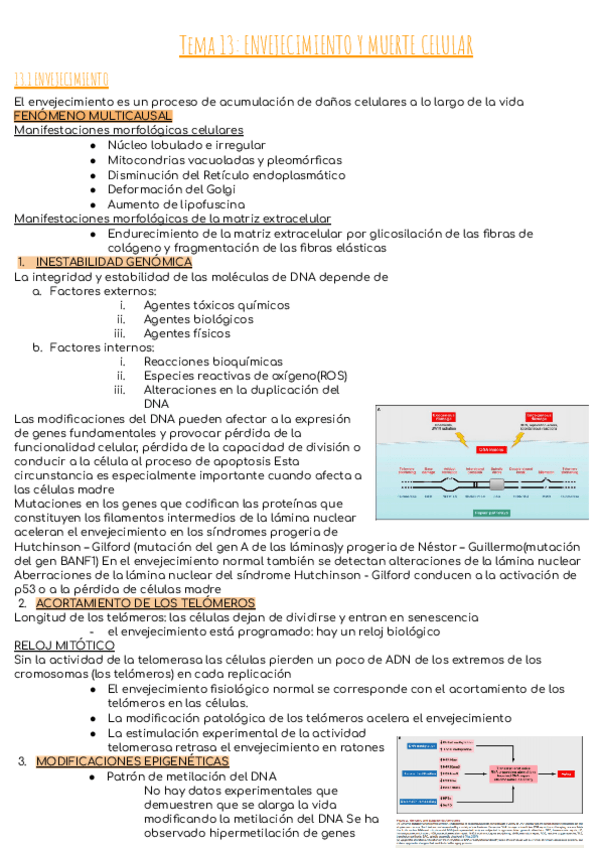Miniatura del documento Tema-13-ENVEJECIMIENTO-Y-MUERTE-CELULAR.pdf