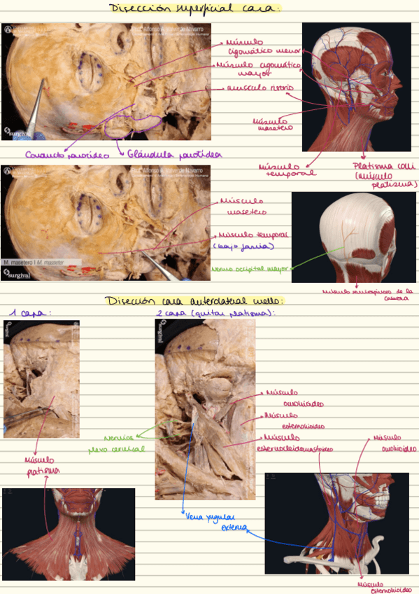 Miniatura del documento Diseccion.pdf