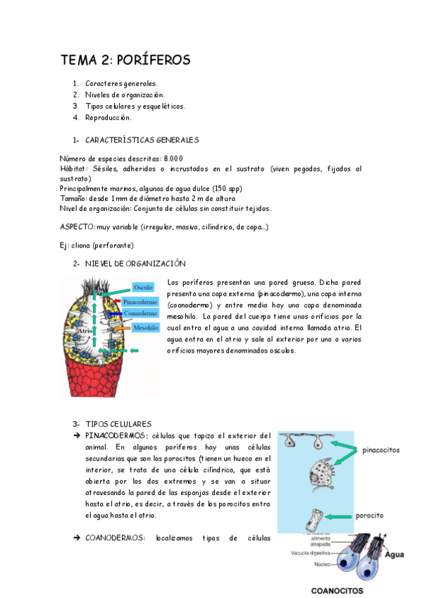 Miniatura del documento TEMA 2FAUNA .pdf