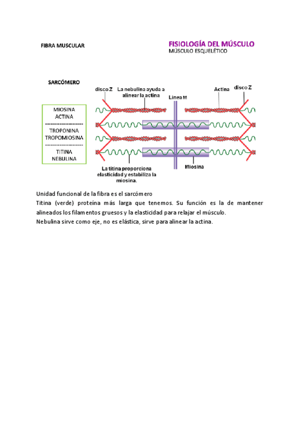 Miniatura del documento TEMA-3-EXTRA.pdf