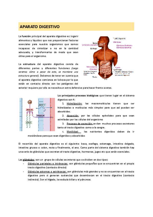 Miniatura del documento TEMA-5-Aparato-Digestivo.pdf