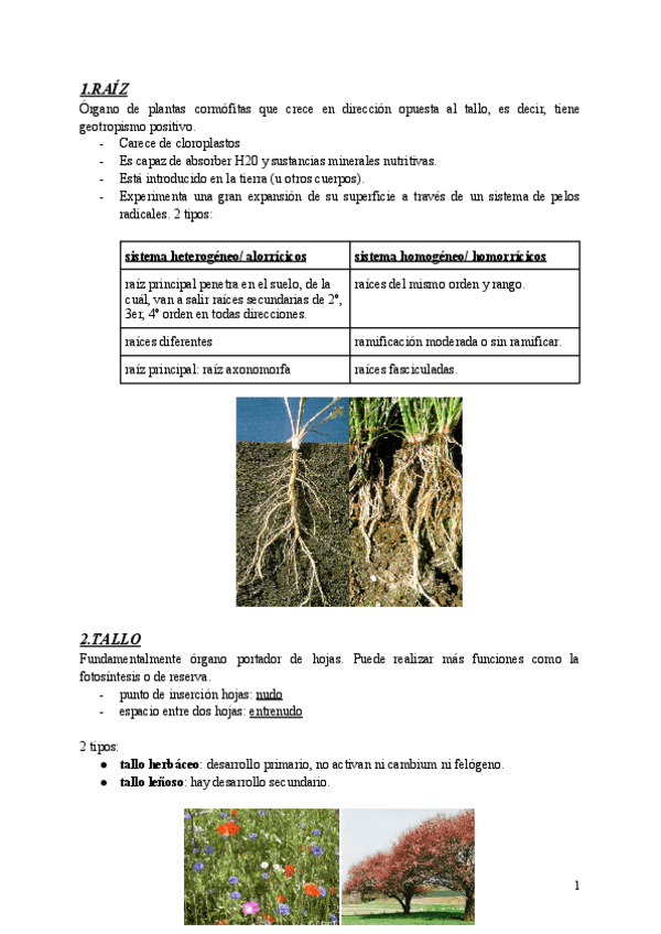Miniatura del documento BOTANICA-T7.-ORGANOGRAFIA-DE-ANGIOSPERMAS.pdf