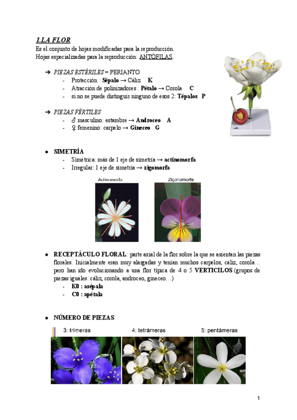 Miniatura del documento BOTANICA-T8.-ORGANOGRAFIA-DE-ANGIOSPERMAS-FLOR.pdf