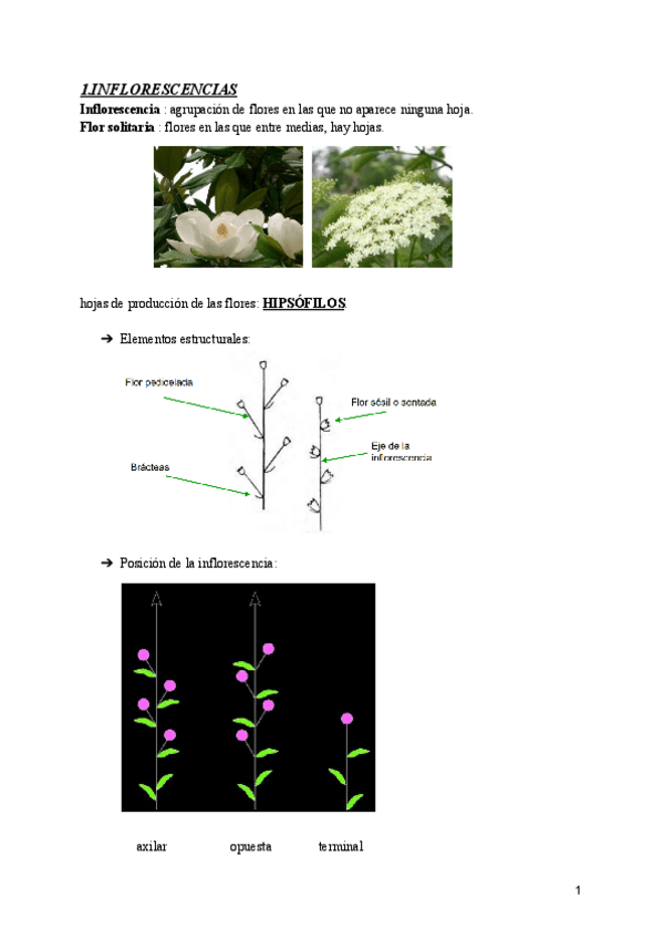 Miniatura del documento BOTANICA-T9.-ORGANOGRAFIA-DE-ANGIOSPERMAS-INFLORESCENCIAS.pdf