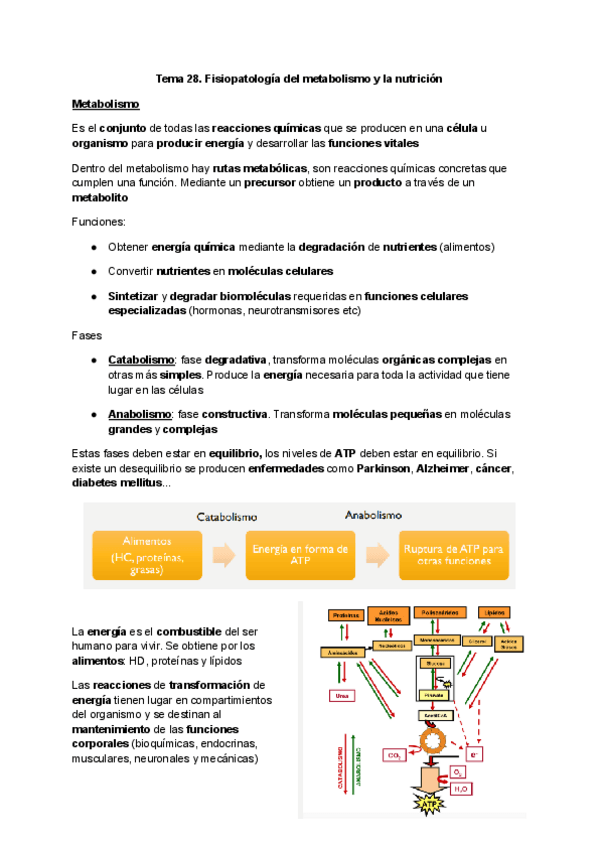 Miniatura del documento Tema-28.-Fisiopatologia-del-metabolismo-y-la-nutricion.pdf