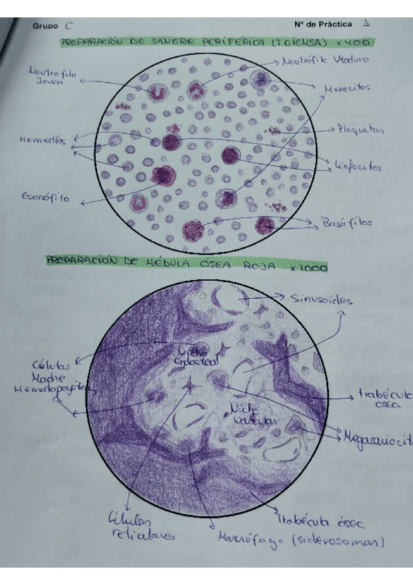Miniatura del documento cuaderno-histo.pdf