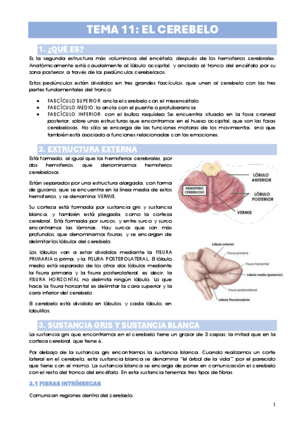 Miniatura del documento TEMA-11.-EL-CEREBELO.pdf