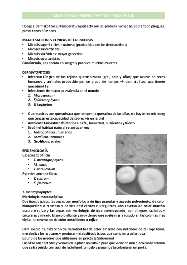 Miniatura del documento micro-ii-tema-22.pdf
