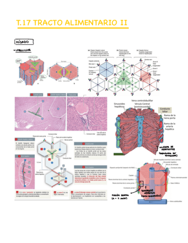 Miniatura del documento T.17-Tracto-alimentario-II.pdf