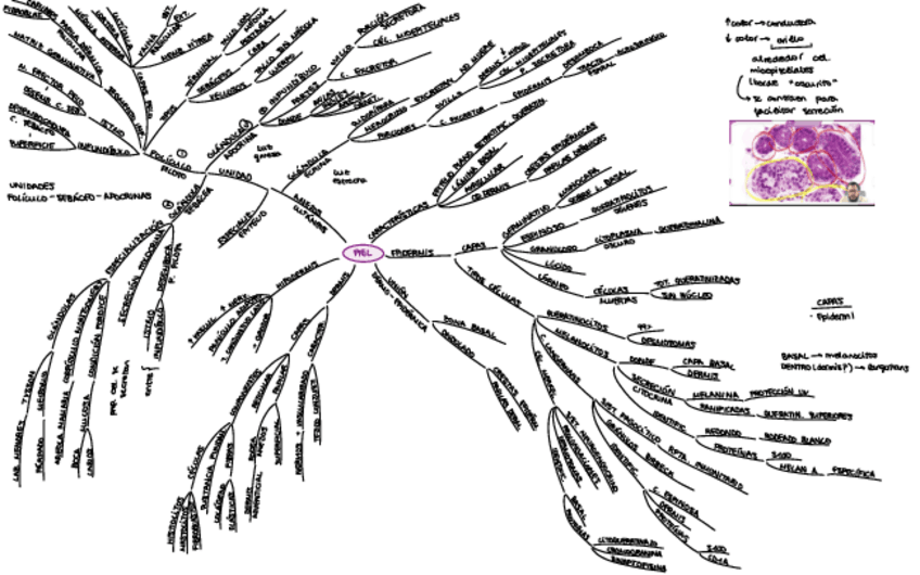 Miniatura del documento T.8-Piel-y-una.pdf