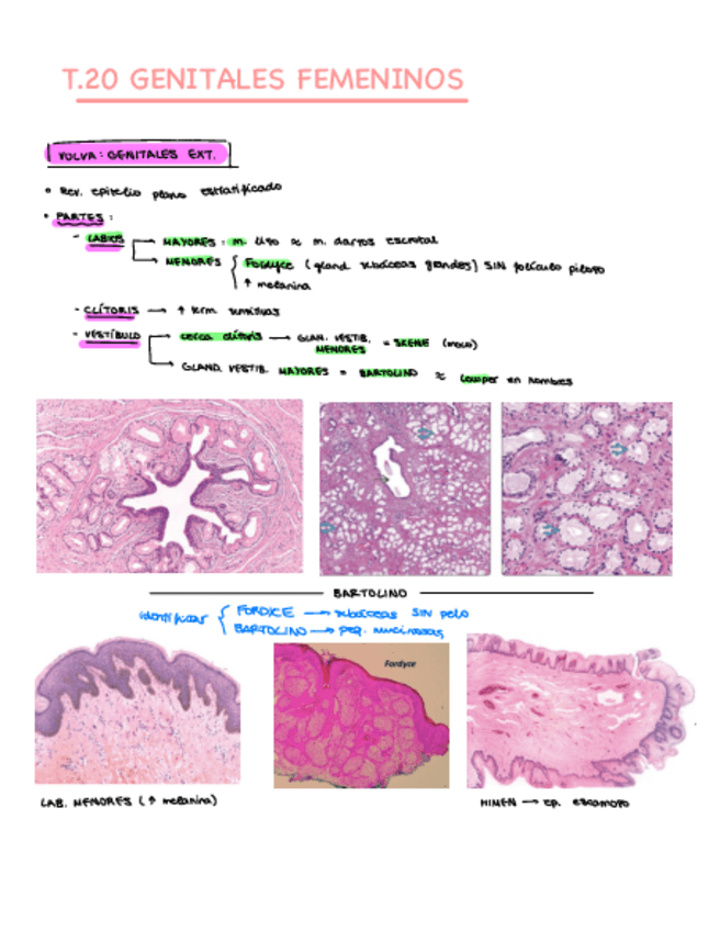Miniatura del documento T.20-Genitales-femeninos.pdf