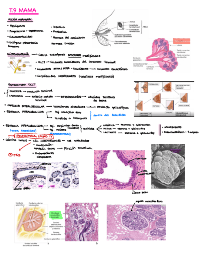 Miniatura del documento T.9-Mama.pdf