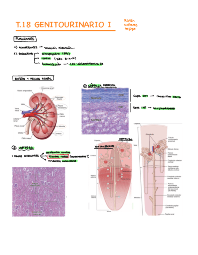 Miniatura del documento T.18-Genitourinario-I.pdf