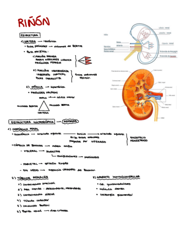 Miniatura del documento RENAL-funciones-tubulares.pdf
