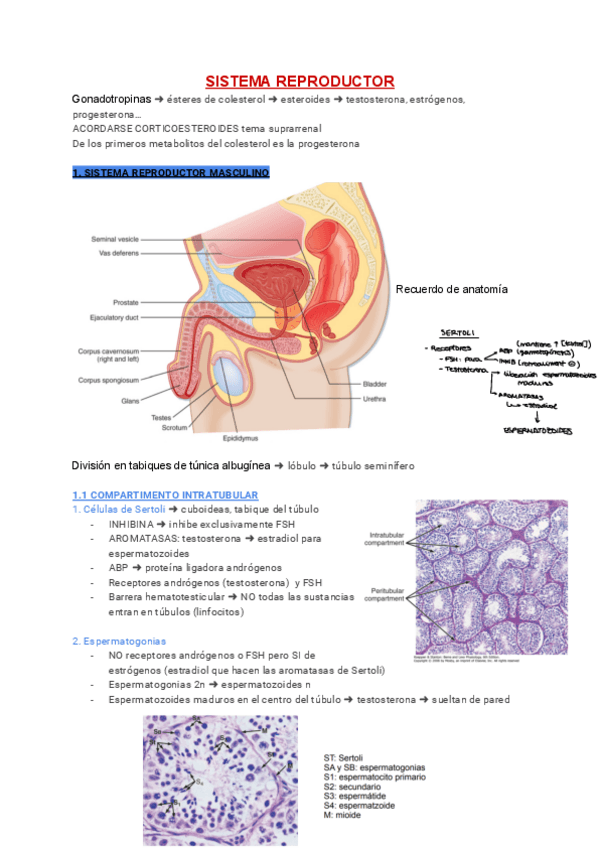 Miniatura del documento 3-SISTEMA-REPRODUCTOR.pdf