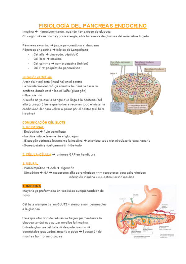 Miniatura del documento 7-Pancreas-endocrino.pdf