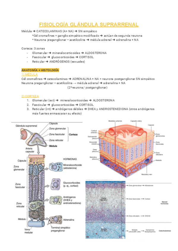 Miniatura del documento 6-Glandula-suprarrenal.pdf