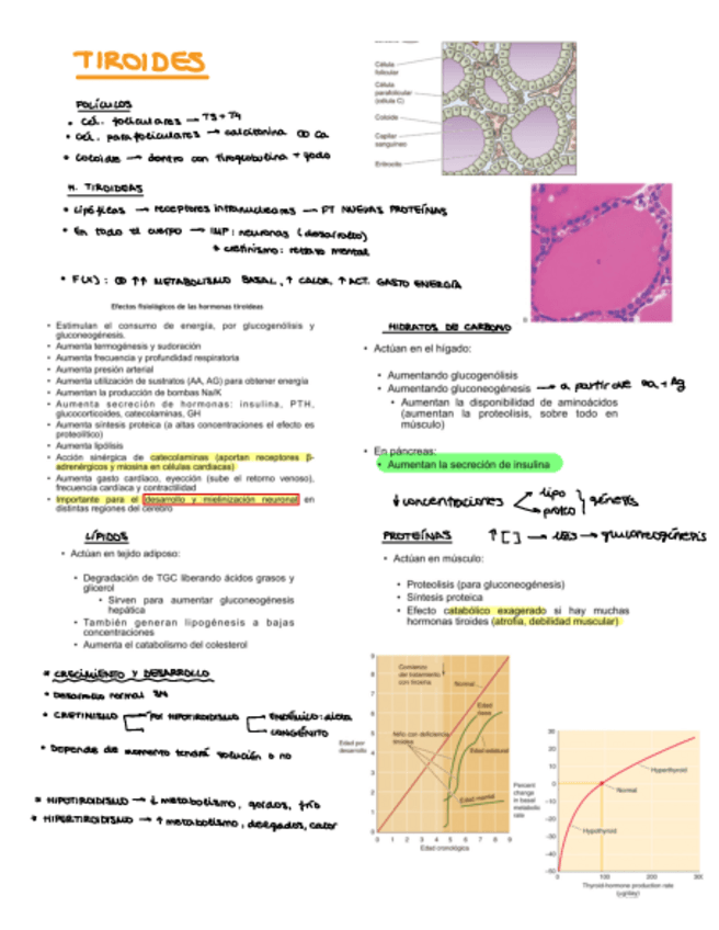 Miniatura del documento 4-Tiroides.pdf