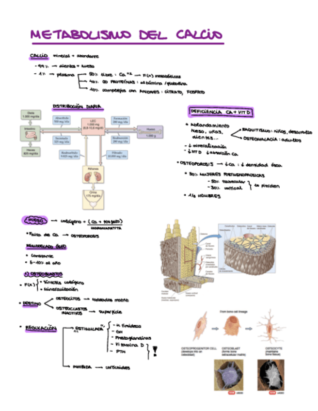 Miniatura del documento 5-Calcio.pdf