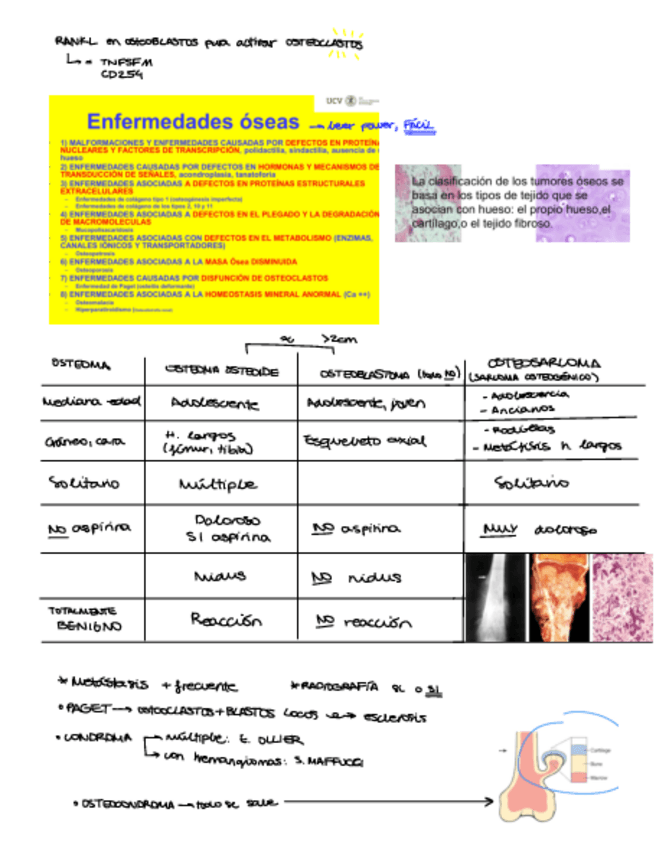 Miniatura del documento 13-HUESO-solo-imp.pdf