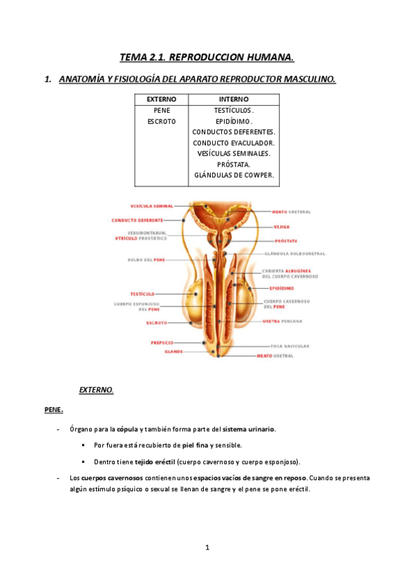 Miniatura del documento TEMA-2.1.-MATERNAL-23-24-REPRODUCCION-HUMANA.pdf