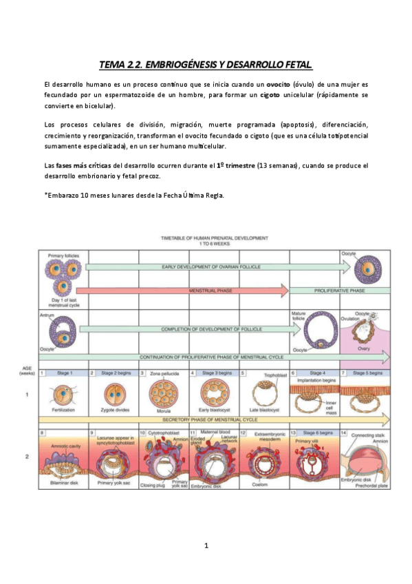 Miniatura del documento TEMA-2.2.-MATERNAL-23-24-EMBRIOGENESIS-Y-DESARROLLO-FETAL.pdf