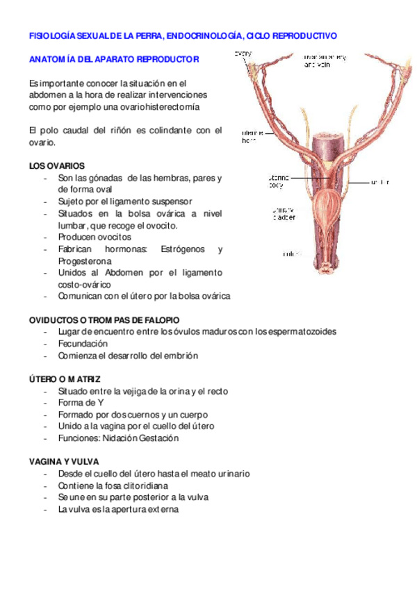 Miniatura del documento REPRO P.A.pdf