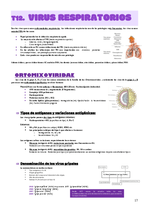 Miniatura del documento MICRO-MED-T12.-V-RESPIRATORIOS.pdf